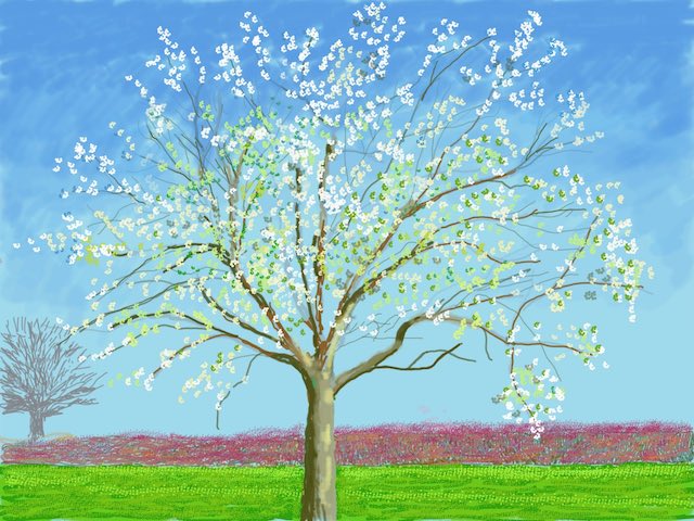 Ipad drawing of a tree blossoming in Normandy